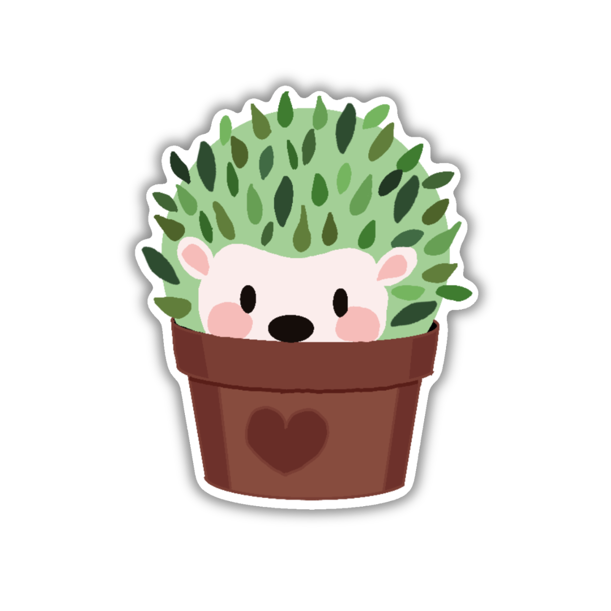 Succulent Hedgehog