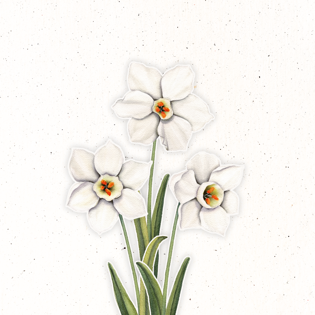 December Birth Flower- Narcissus – Madi Winger Art