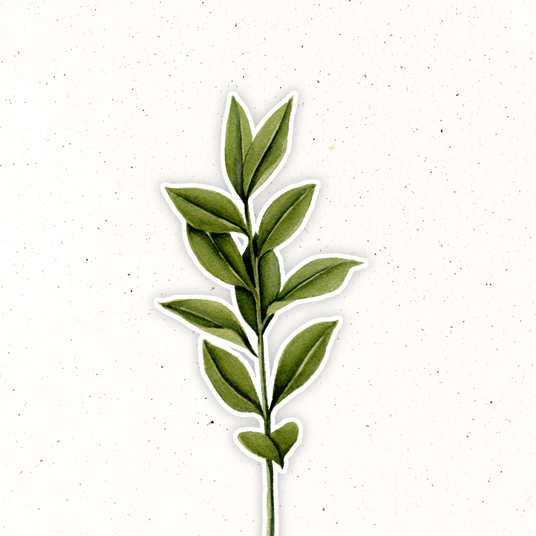Greenery- Ruscus