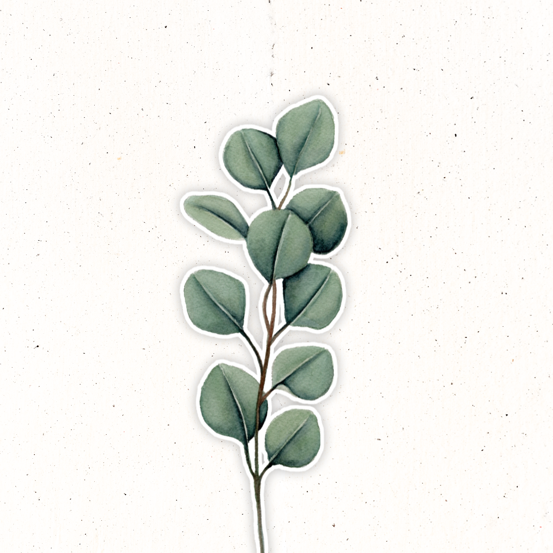 Greenery- Silver Dollar Eucalyptus