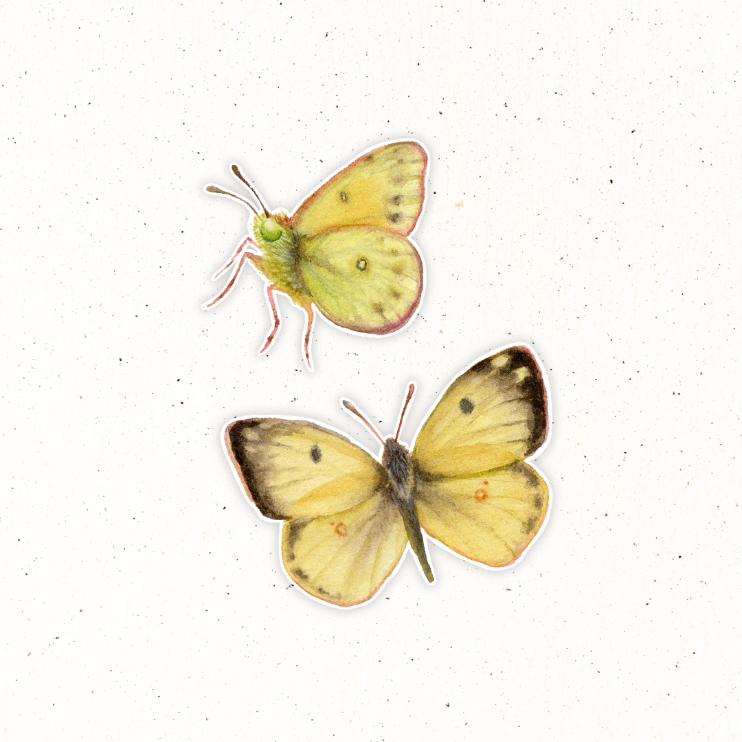Garden Friends- Clouded Sulphur Butterfly