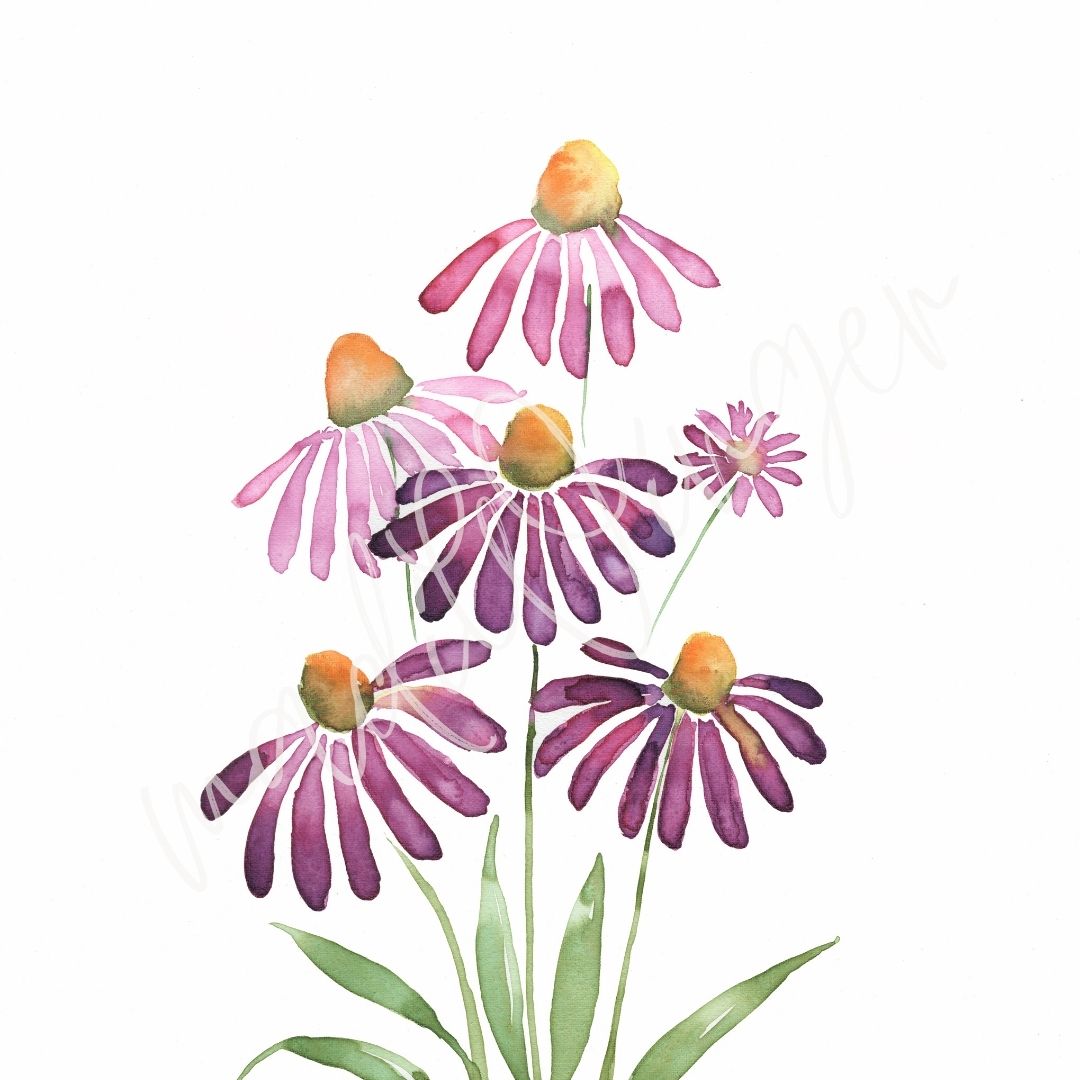 Echinacea