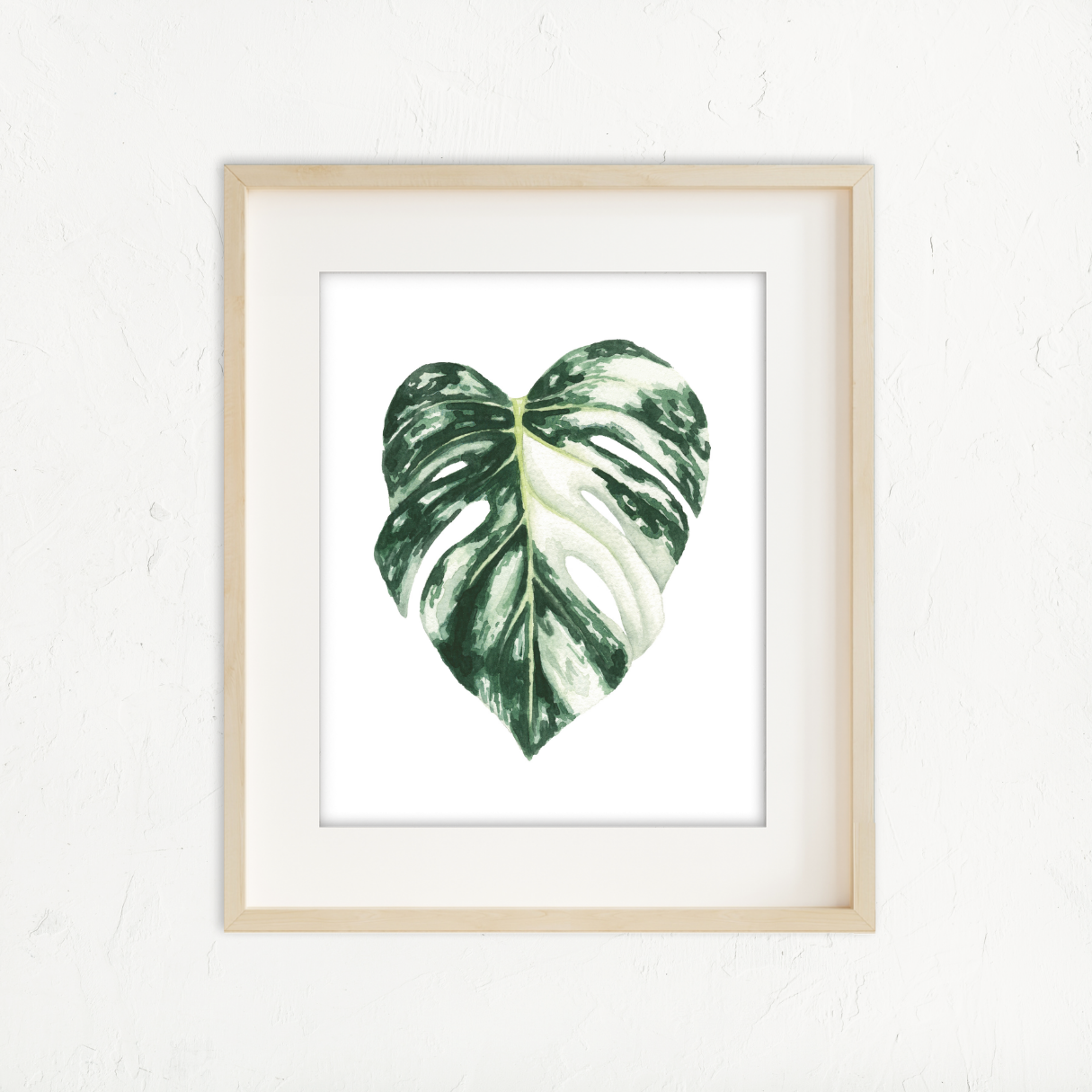 Monstera Albo