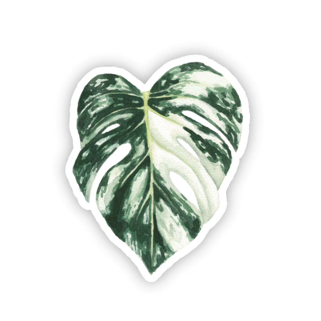Monstera Albo