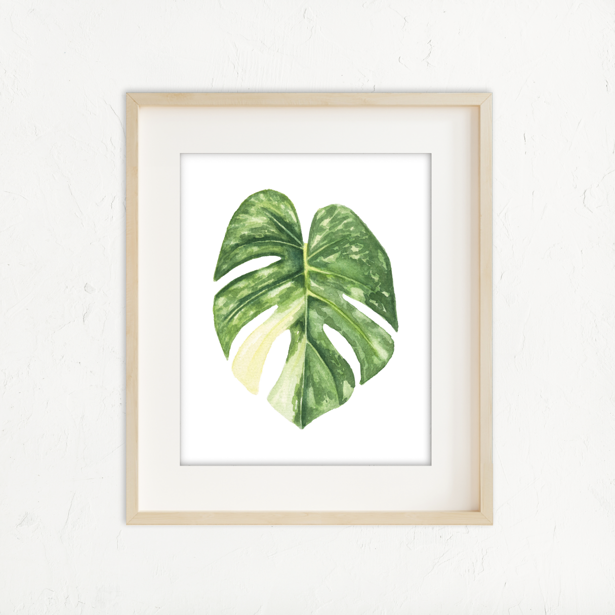 Monstera Thai Constellation