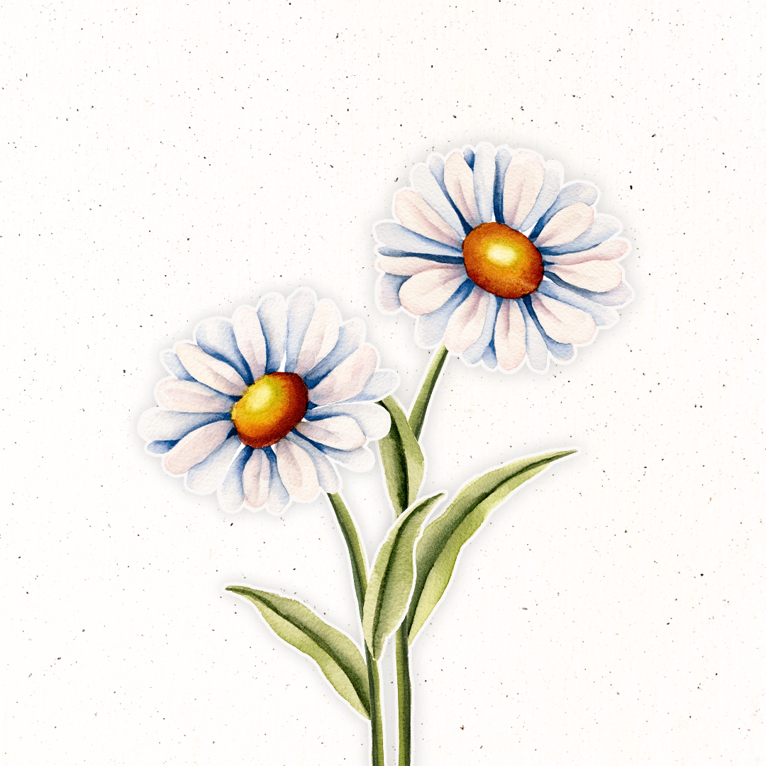 April Birth Flower- Daisy – Madi Winger Art