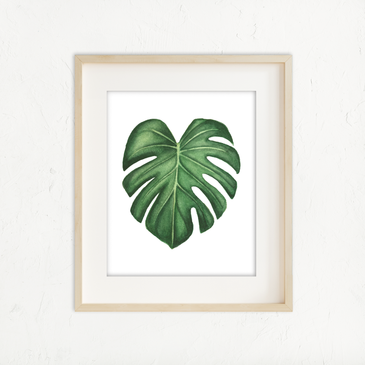 Monstera Deliciosa