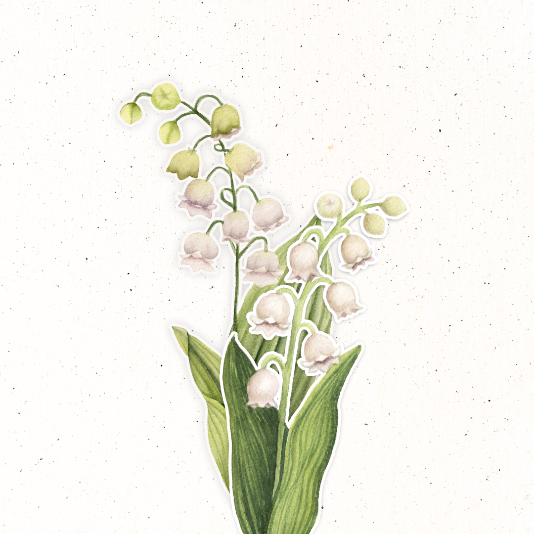 May Birth Flower- Lily of the Valley