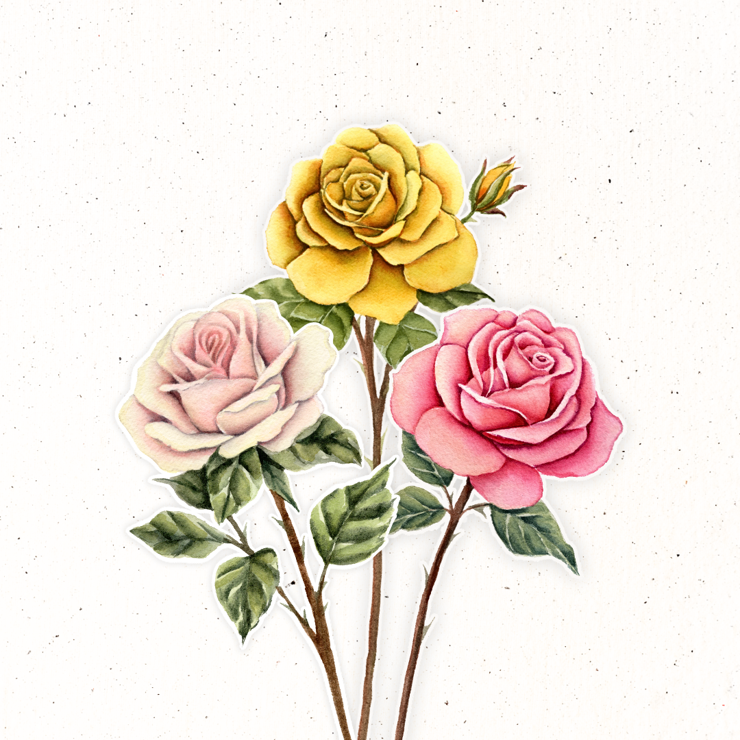 June Birth Flower- Rose