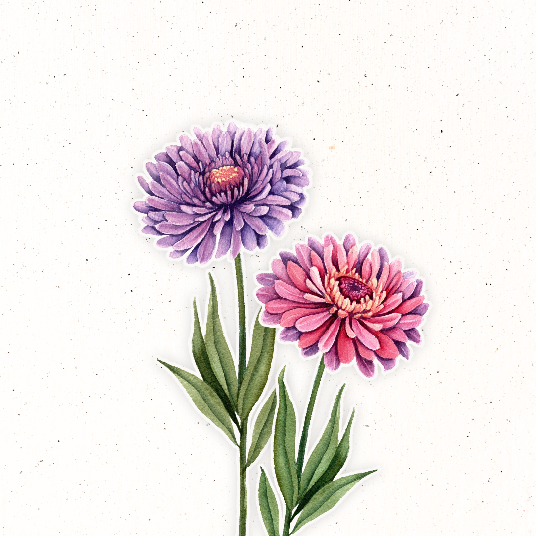 September Birth Flower- Aster – Madi Winger Art