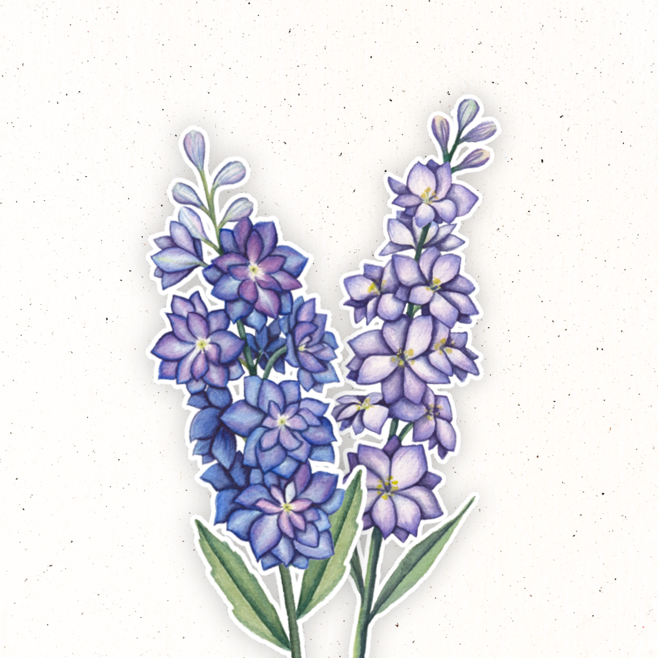 July Birth Flower- Larkspur – Madi Winger Art