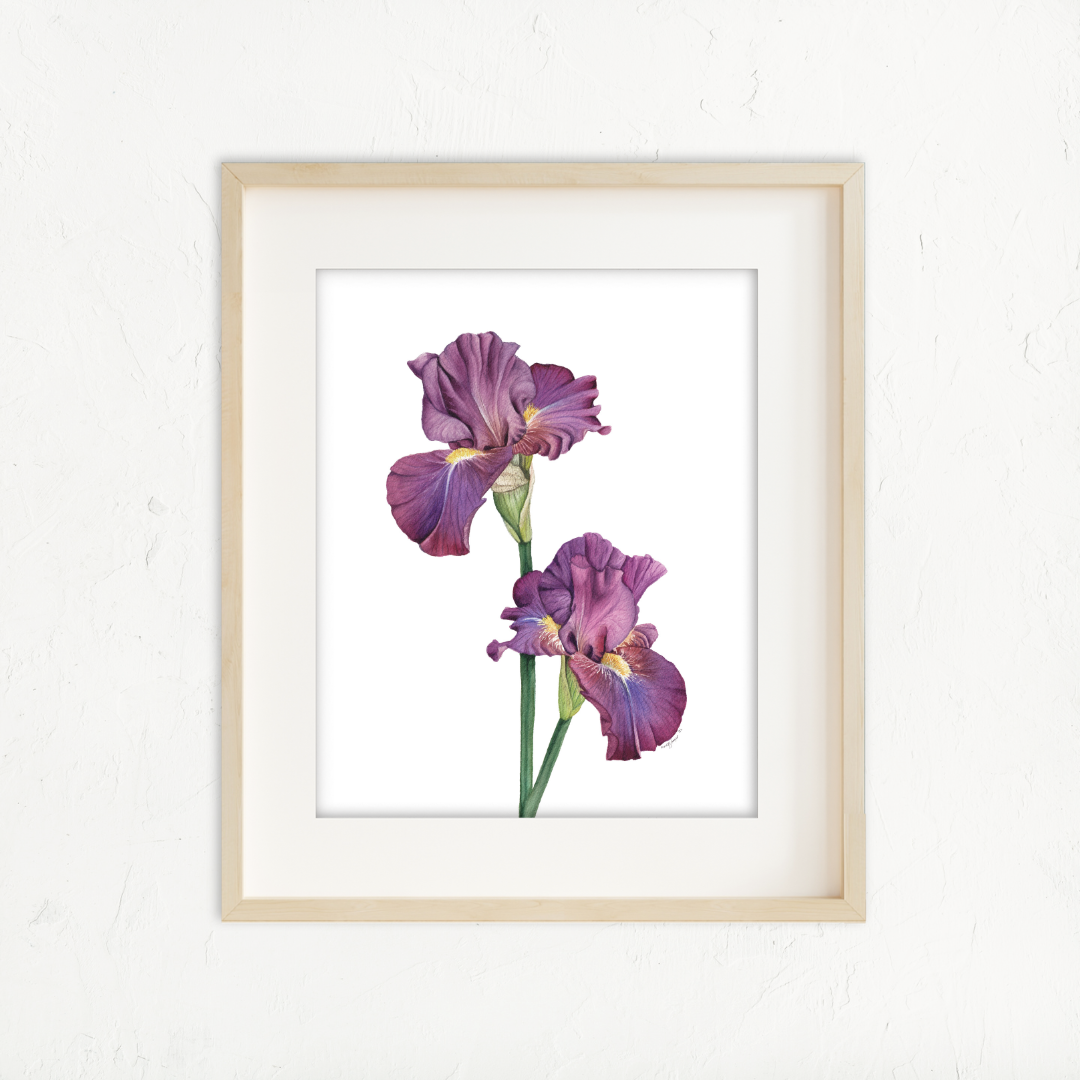 Purple Irises