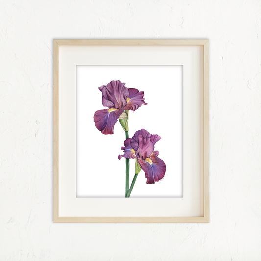 Purple Irises