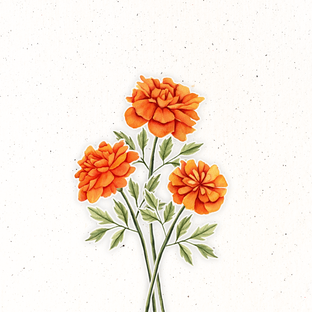 October Birth Flower- Marigold