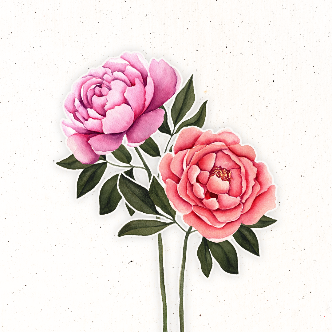 November Birth Flower- Peony