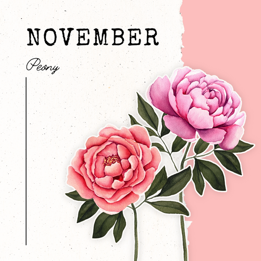 November Birth Flower- Peony