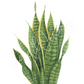 Snake Plant