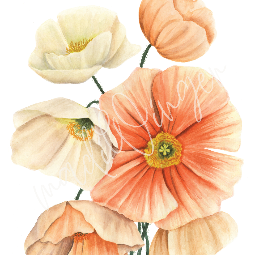 Iceland Poppies