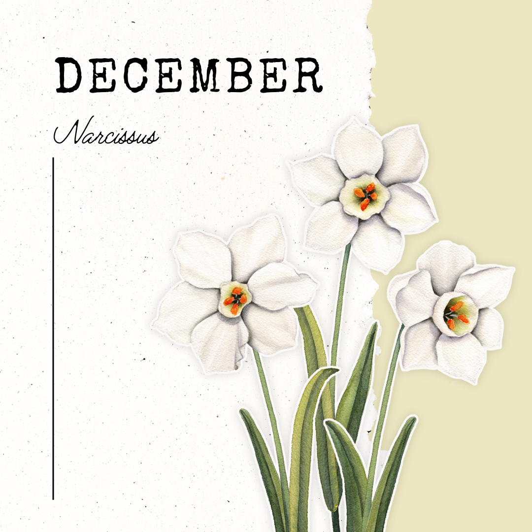 December Birth Flower- Narcissus