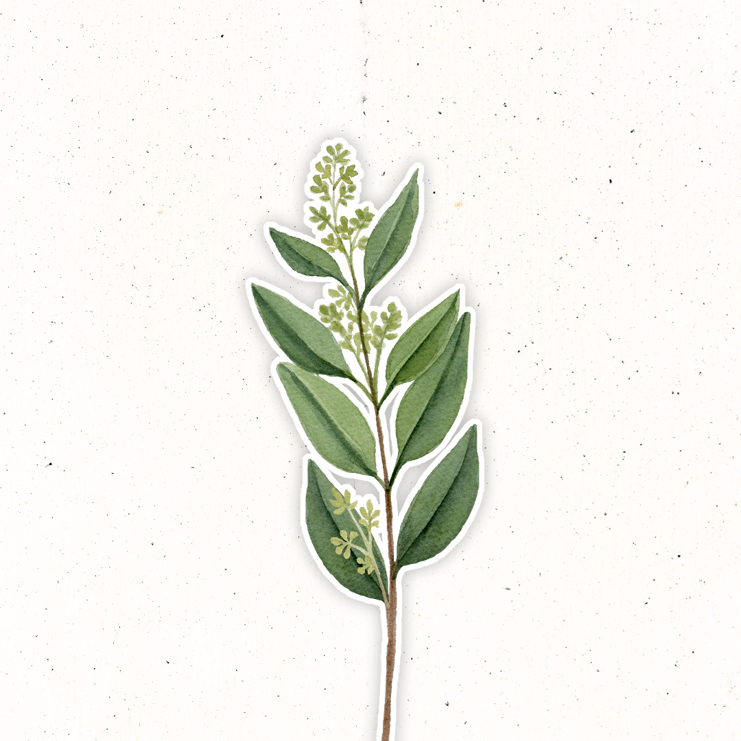 Greenery- Flowering Eucalyptus