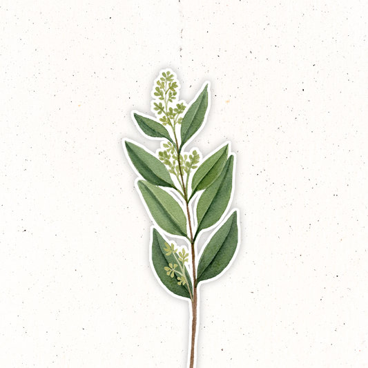 Greenery- Flowering Eucalyptus
