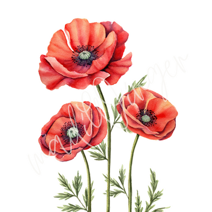 Red Poppies Cluster