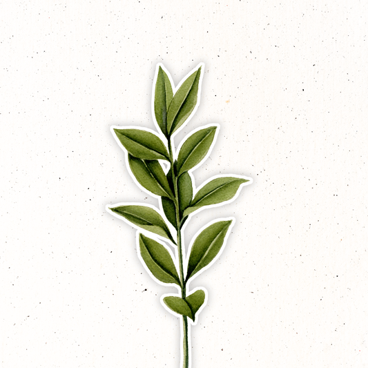 Greenery- Ruscus