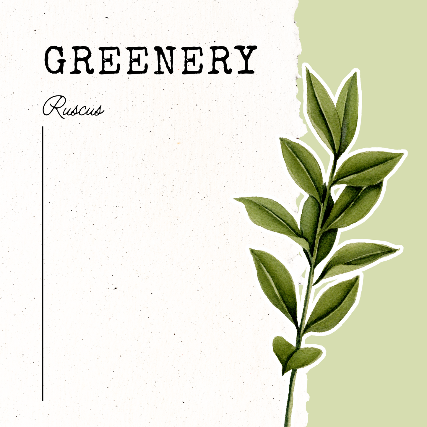 Greenery- Ruscus