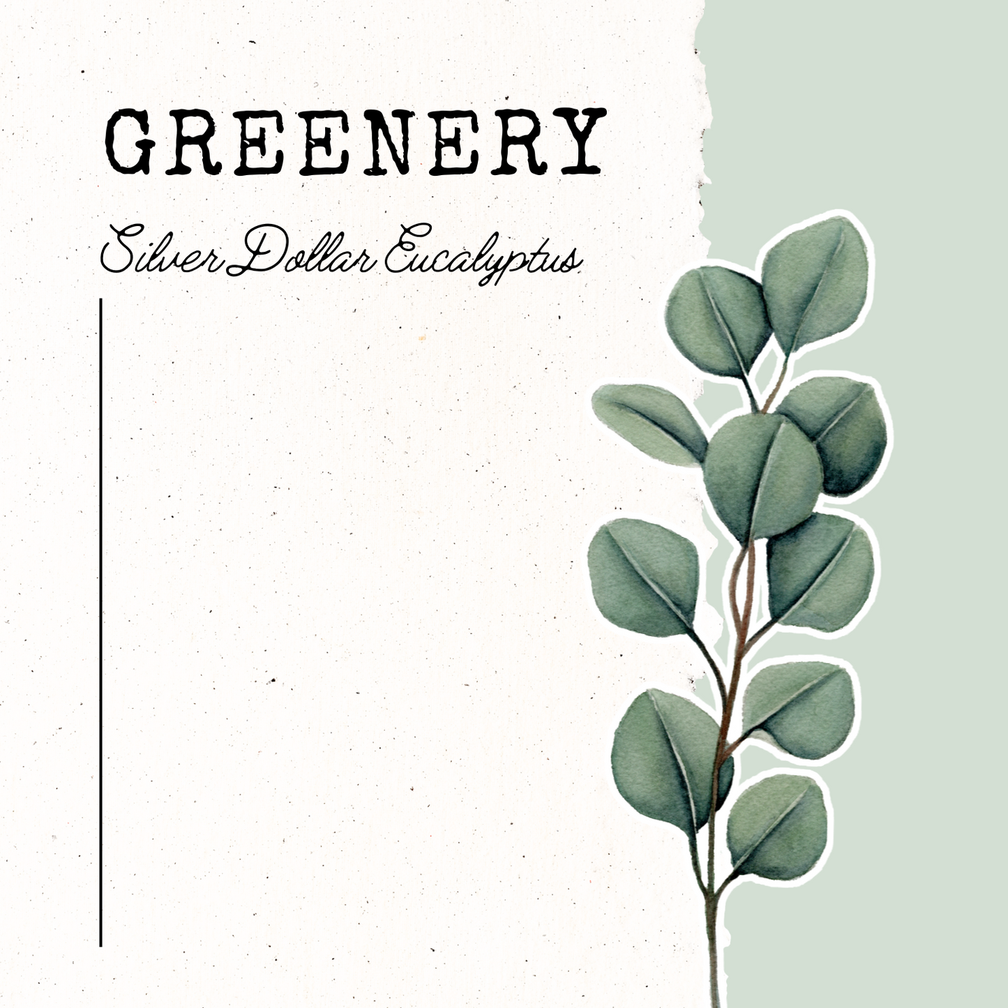 Greenery- Silver Dollar Eucalyptus