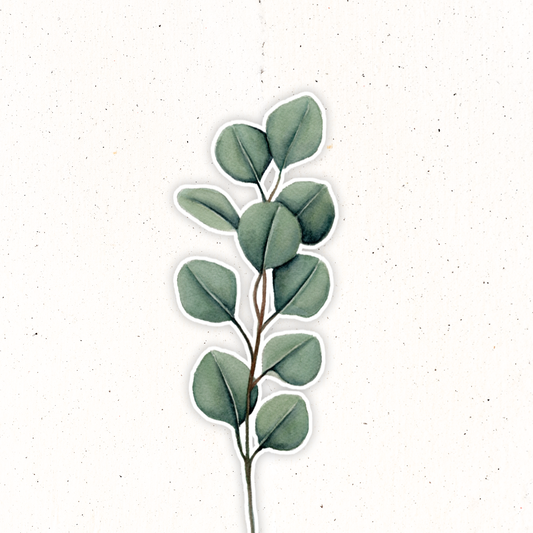 Greenery- Silver Dollar Eucalyptus