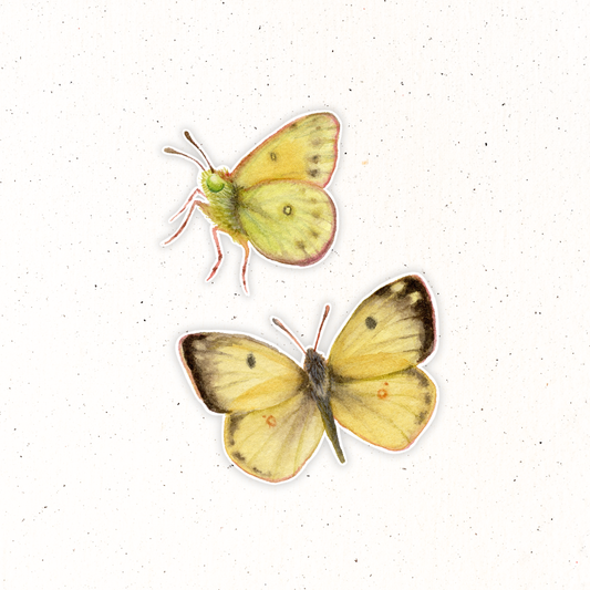 Garden Friends- Clouded Sulphur Butterfly