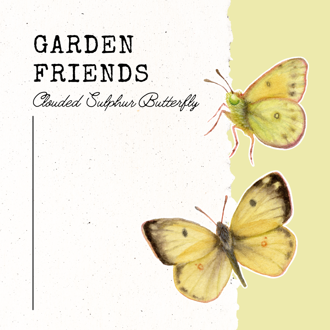 Garden Friends- Clouded Sulphur Butterfly