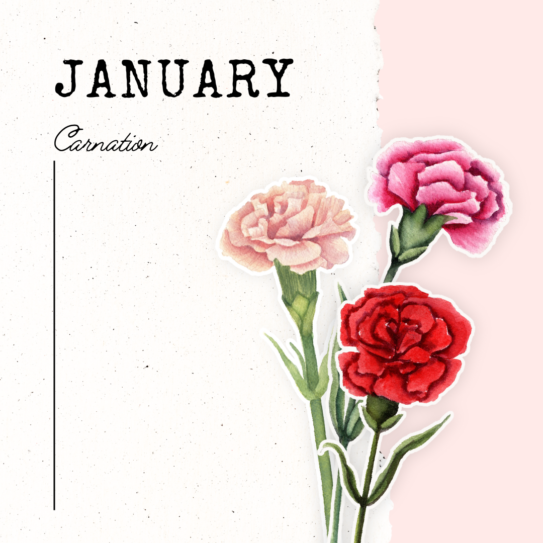 January Birth Flower- Carnation