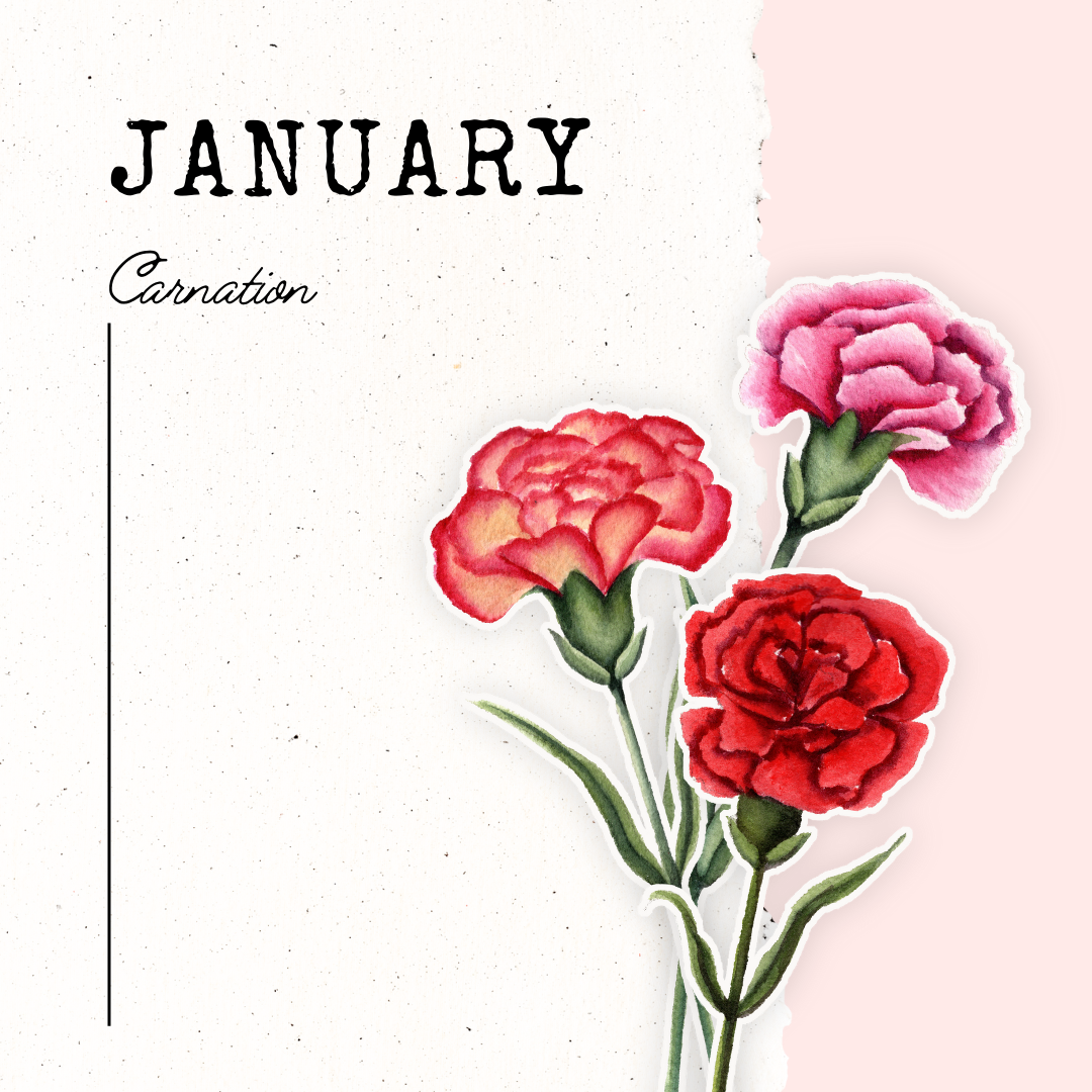 January Birth Flower Carnation