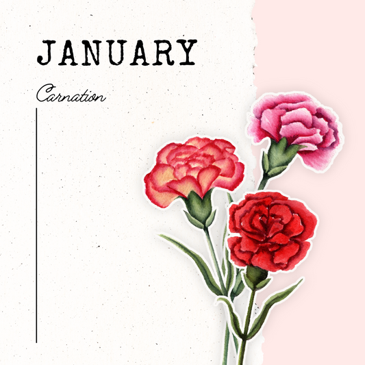 January Birth Flower- Carnation