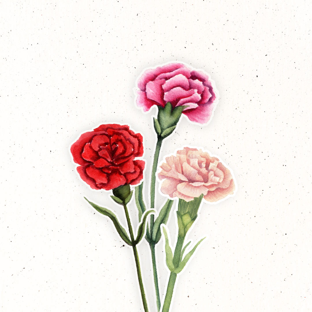 January Birth Flower- Carnation