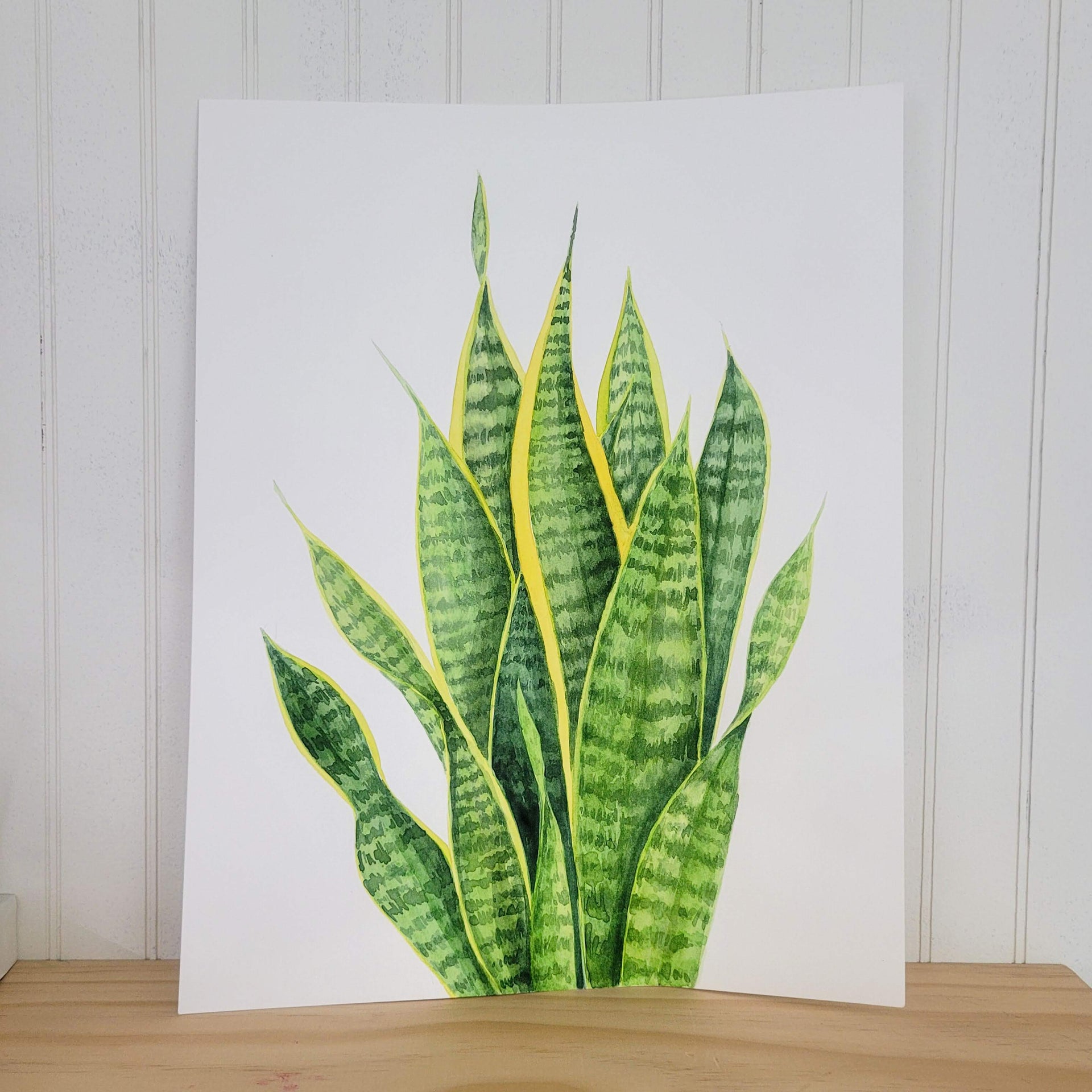 sansevieria painting Snake Plant Original