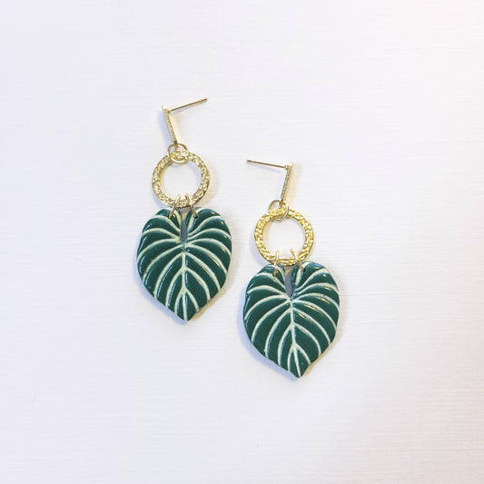 Philodendron