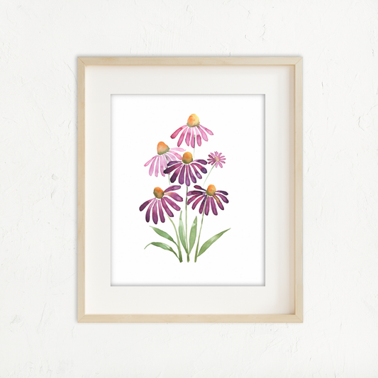 Echinacea