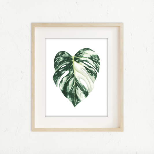 Monstera Albo