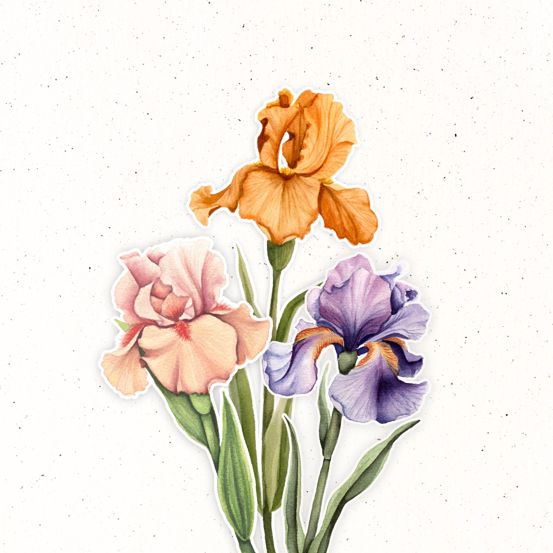 February Birth Flower- Iris