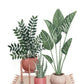 Houseplant Corner