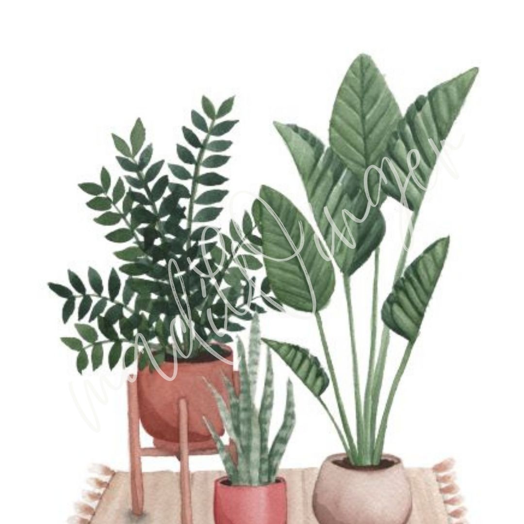 Houseplant Corner