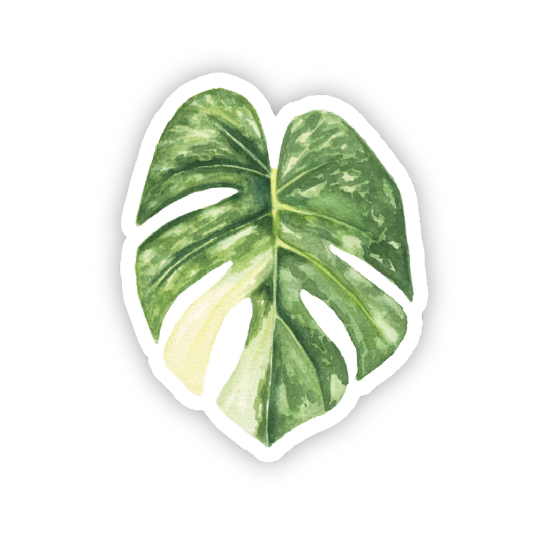 Monstera Thai