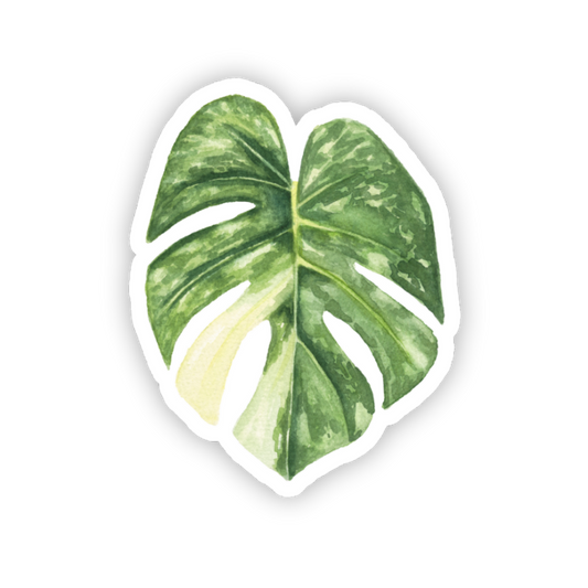Monstera Thai