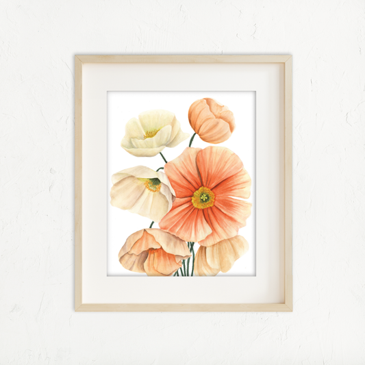 Iceland Poppies
