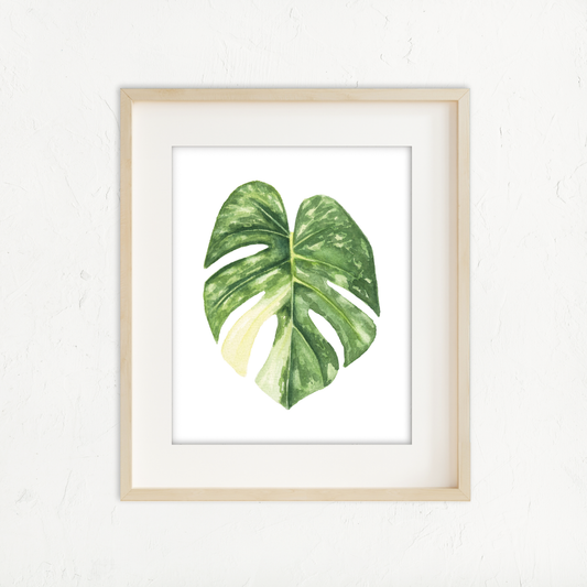 Monstera Thai Constellation