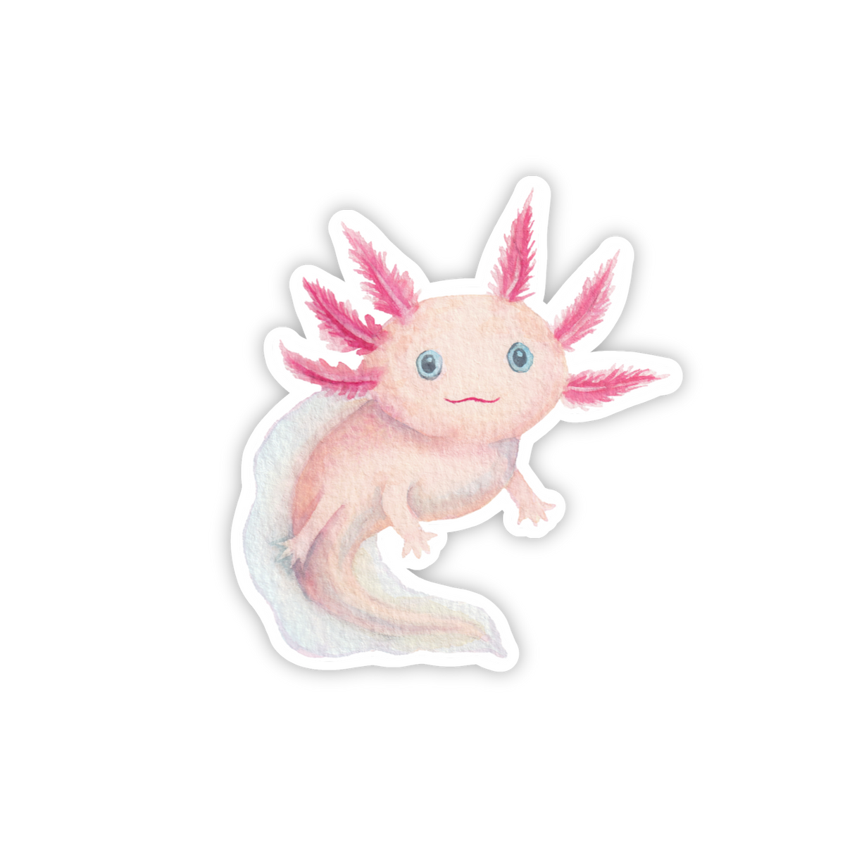 Axolotl
