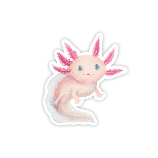 Axolotl