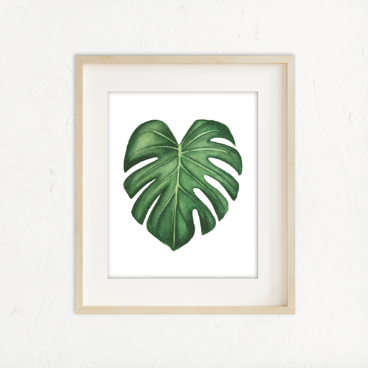 Monstera Deliciosa
